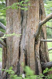 有那个味道了 玩家自制《孤岛惊魂7》概念视频